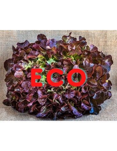 [537] FRESCO LECHUGA HOJA ROBLE ROJA ECO (ud) Maresme
